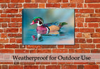 Wood Duck - Fine Art Painting  -Printed on Canvas - Hanging on Patio Wall in the Rain.