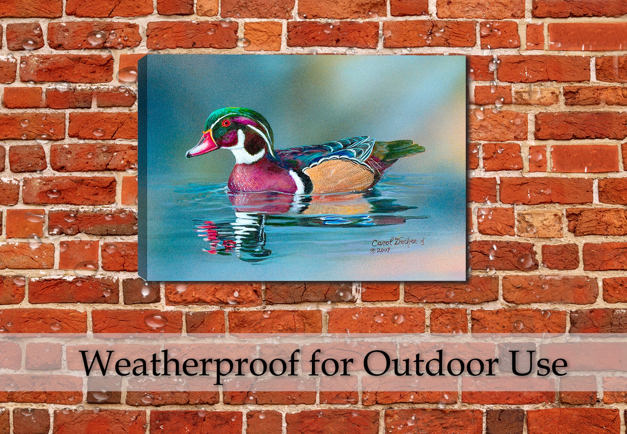 Wood Duck - Fine Art Painting  -Printed on Canvas - Hanging on Patio Wall in the Rain.
