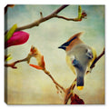Cedar Wax Wing Bird on Canvas