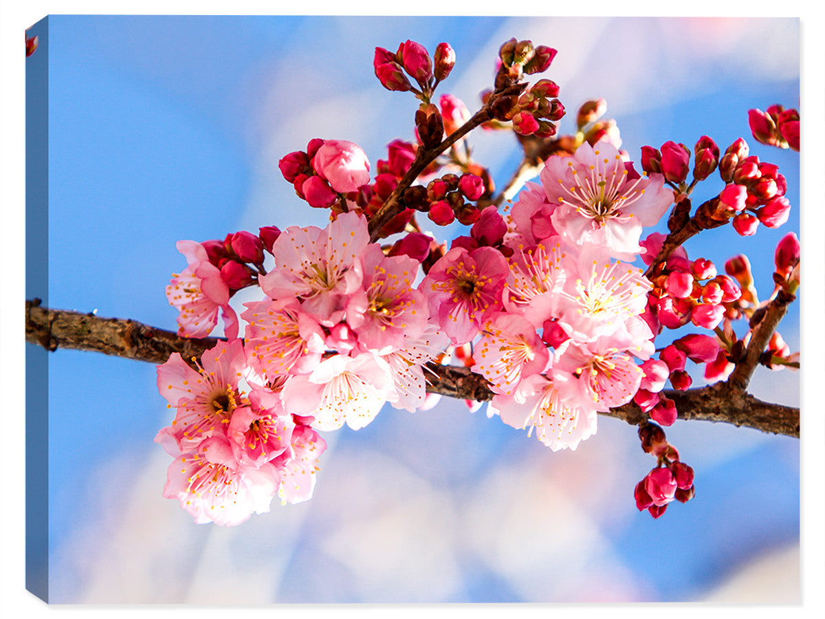 Cherry Blossoms - Canvas Art - Canvas Art Plus