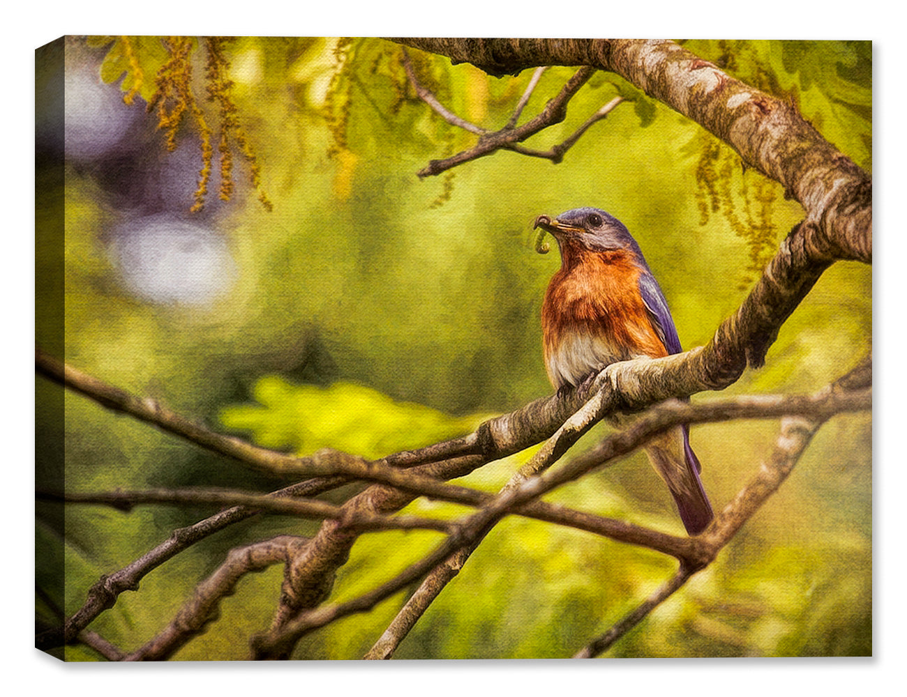 Painting of Bluebird on Canvas
