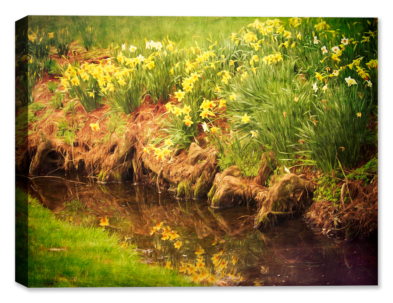 Daffodil Reflection - Canvas Art