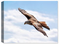 Image of a  Soaring Eagle - Printed on Weatherproof Canvas  