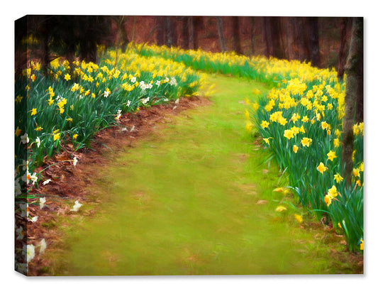 Gibbs Garden's Daffodil Path - Canvas Art