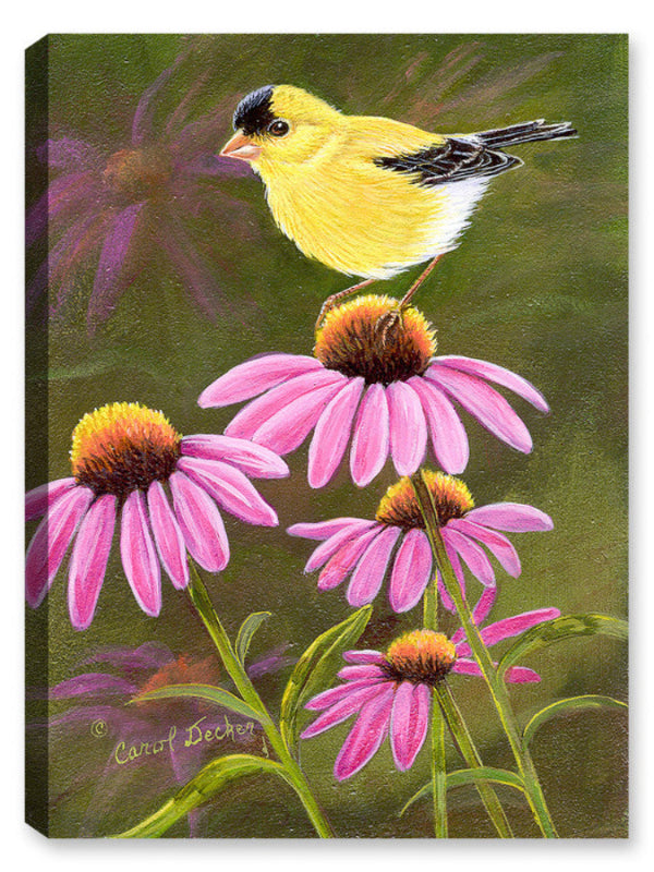 Goldfinch on Purple Coneflower - Canvas Art Plus