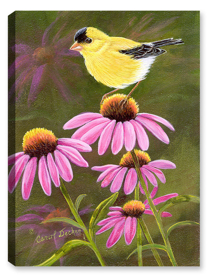 Goldfinch on Purple Coneflower - Canvas Art Plus