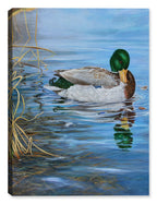 Grooming Mallard by Carol Decker - on Canvas