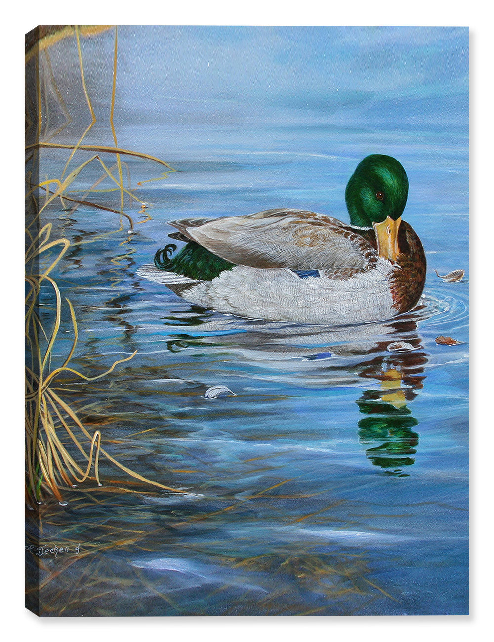 Grooming Mallard by Carol Decker - on Canvas