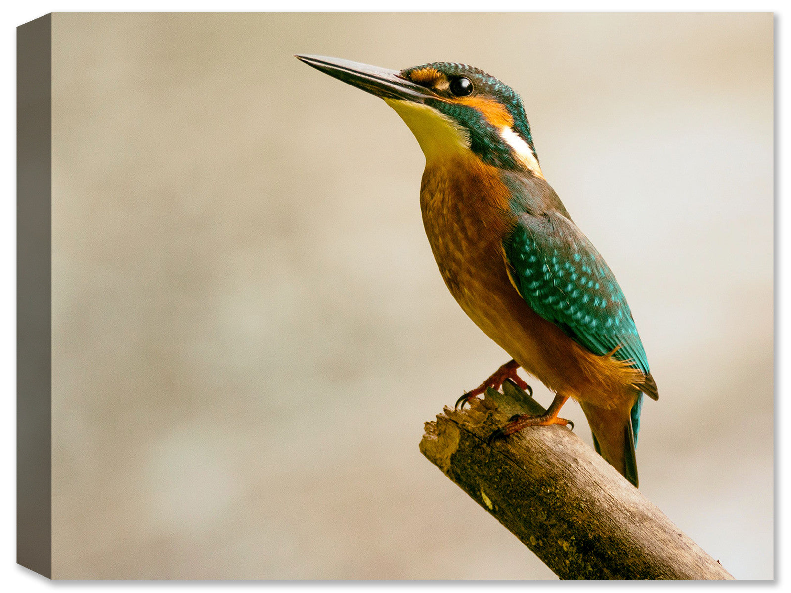 Kingfisher sitting on a Branch- Weatherprint - printed on Canvas