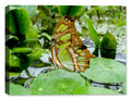 Butterfly Painting - Fine Art Canvas Photography