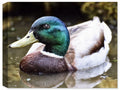 Mallard Drake Wading on Pond - Cracked Fresco  Printed on Waterproof Canvas - For Outdoor Use.