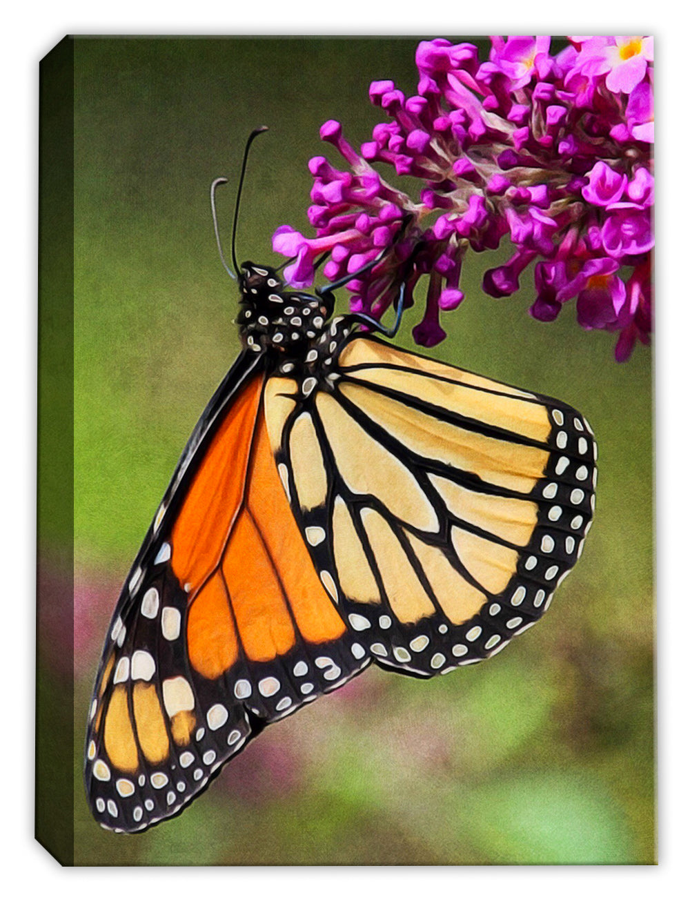 Image of a Monarch Butterfly perched onto flowers - Printed on Canvas.
