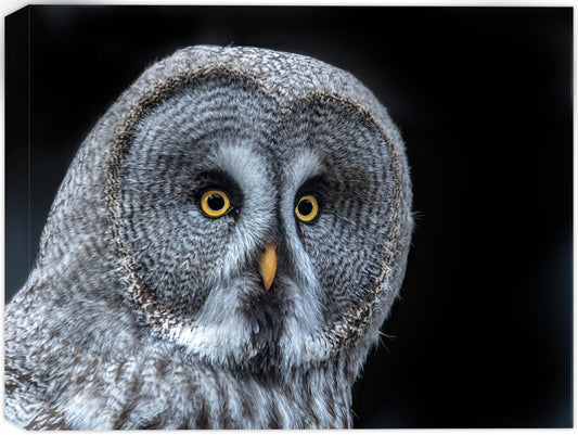 Owl - Short Eared Owl on Canvas