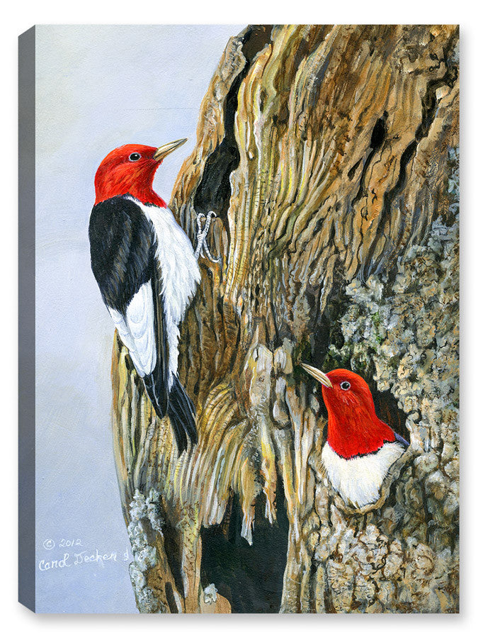 Red Head Woodpeckers and Nest - Canvas Art Plus