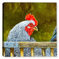 Rooster near the Fence - Canvas Art Plus