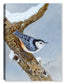 White Breasted Nuthatch on Canvas - Canvas Art Plus