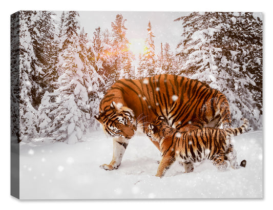 Image of a Tiger & Cub Printed on a Canvas Wrap