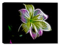 Mulit colored digital flower printed on Canvas.
