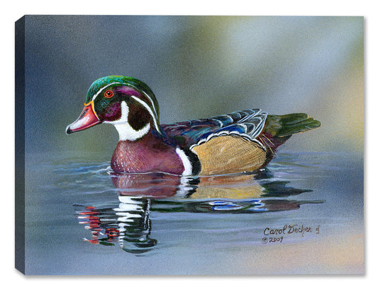 Wood Duck by Carol Decker - Canvas Art - Canvas Art Plus